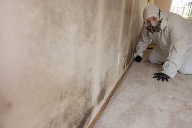 Mold Odor Removal Services in Richland, WA